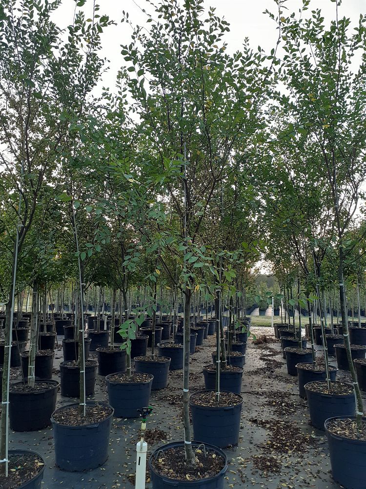 ulmus-parvifolia-emer-ii-chinese-elm-allee-lacebark-elm