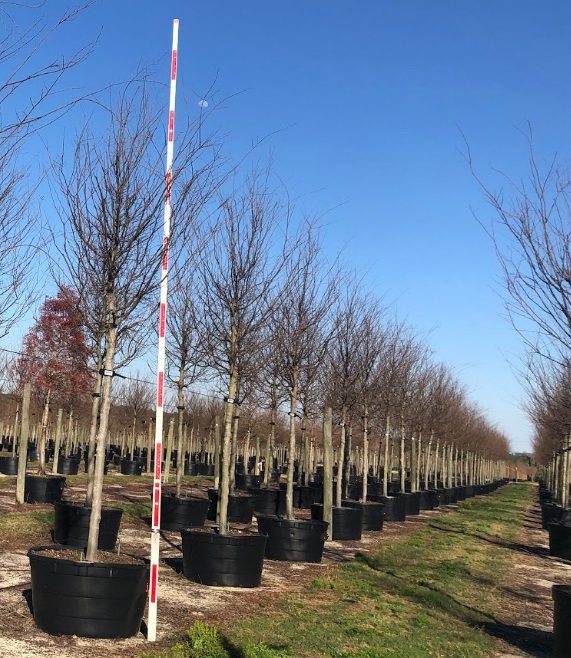 ulmus-parvifolia-emer-ii-chinese-elm-allee-lacebark-elm