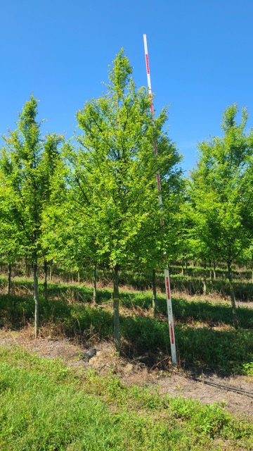 ulmus-parvifolia-emer-ii-chinese-elm-allee-lacebark-elm