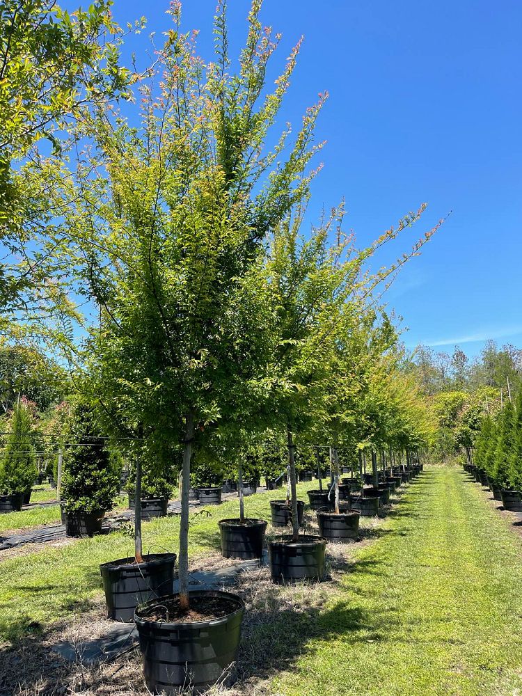 ulmus-parvifolia-emer-ii-chinese-elm-allee-lacebark-elm