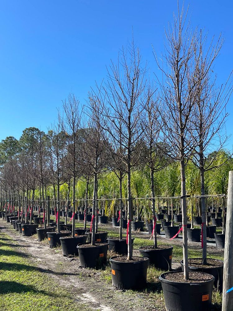 ulmus-parvifolia-emer-ii-chinese-elm-allee-lacebark-elm