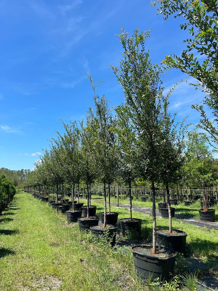 ulmus-parvifolia-emer-ii-chinese-elm-allee-lacebark-elm