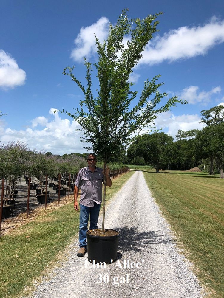 ulmus-parvifolia-emer-ii-chinese-elm-allee-lacebark-elm