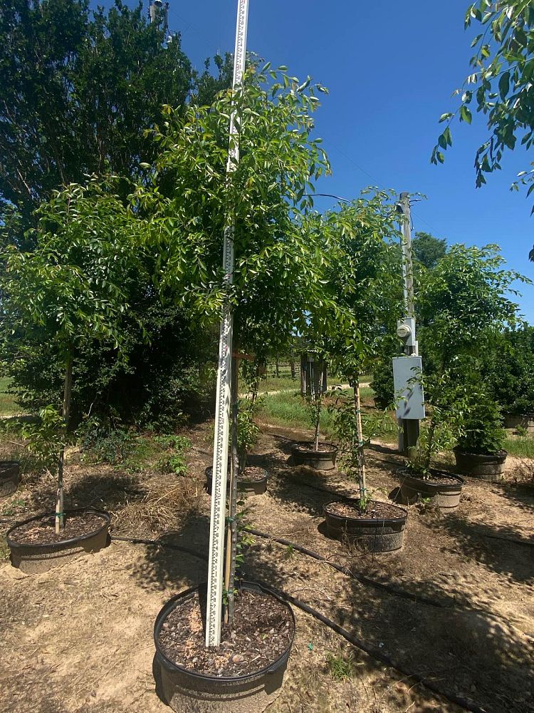 ulmus-parvifolia-emer-ii-chinese-elm-allee-lacebark-elm