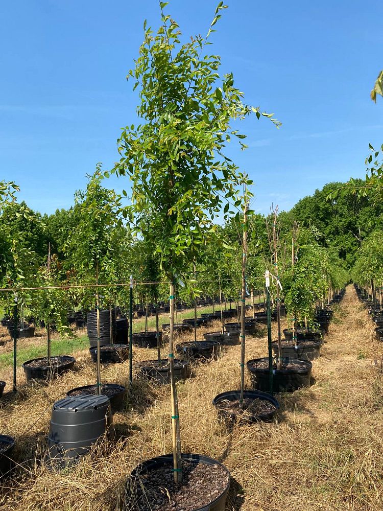 ulmus-parvifolia-emer-ii-chinese-elm-allee-lacebark-elm