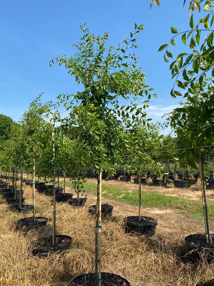 ulmus-parvifolia-emer-ii-chinese-elm-allee-lacebark-elm