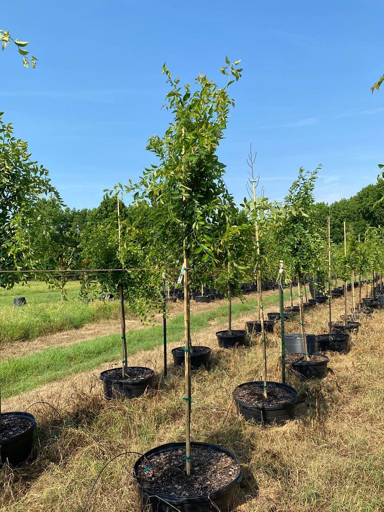 ulmus-parvifolia-emer-ii-chinese-elm-allee-lacebark-elm