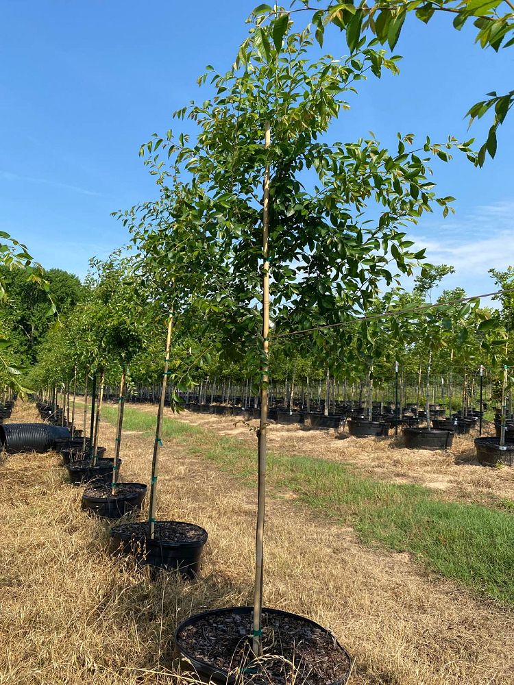 ulmus-parvifolia-emer-ii-chinese-elm-allee-lacebark-elm