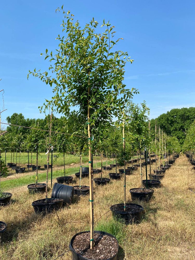 ulmus-parvifolia-emer-ii-chinese-elm-allee-lacebark-elm