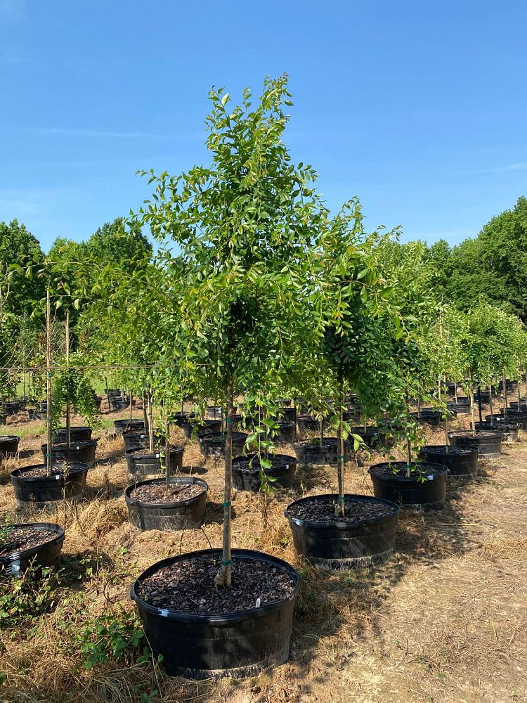 ulmus-parvifolia-emer-ii-chinese-elm-allee-lacebark-elm