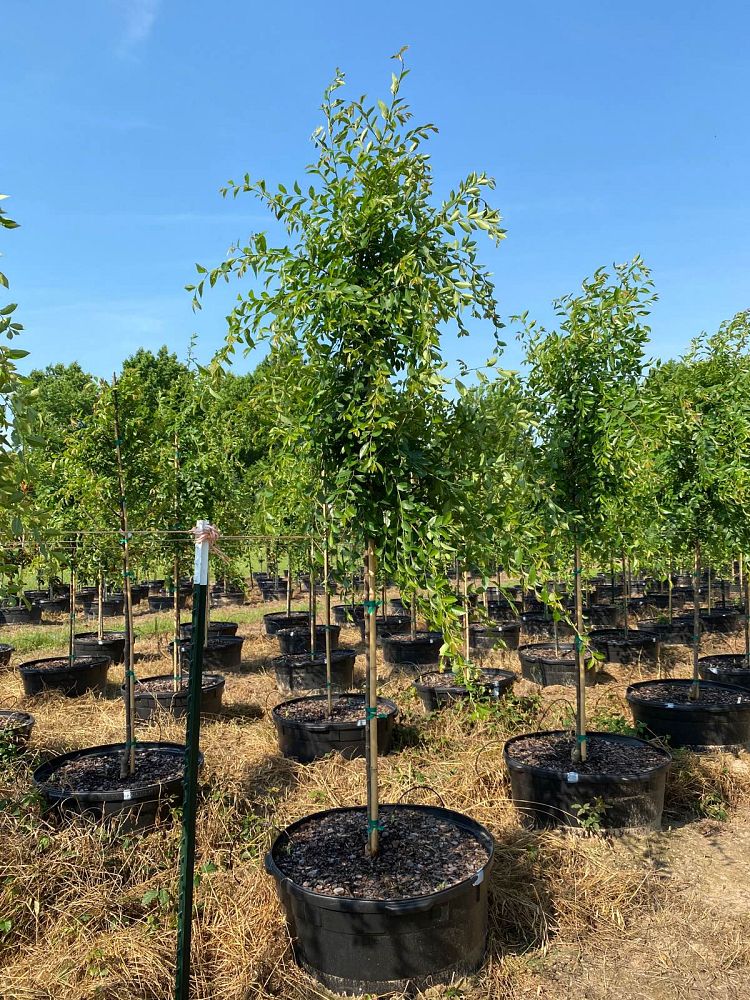 ulmus-parvifolia-emer-ii-chinese-elm-allee-lacebark-elm