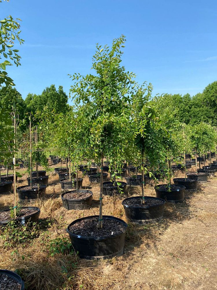ulmus-parvifolia-emer-ii-chinese-elm-allee-lacebark-elm