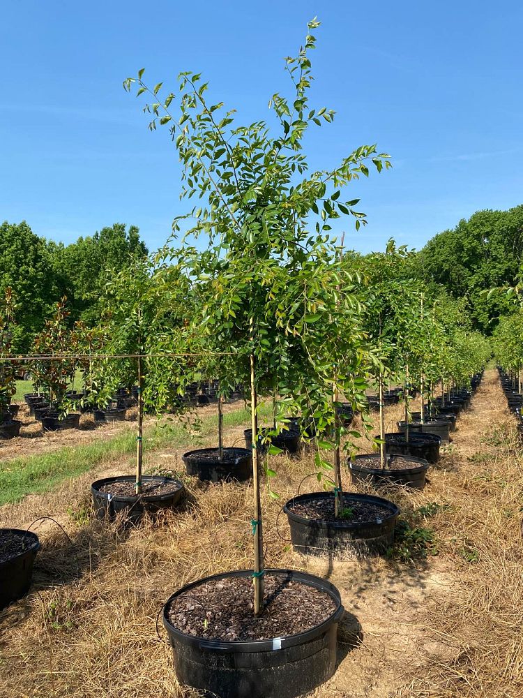 ulmus-parvifolia-emer-ii-chinese-elm-allee-lacebark-elm