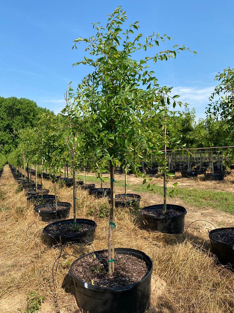 ulmus-parvifolia-emer-ii-chinese-elm-allee-lacebark-elm