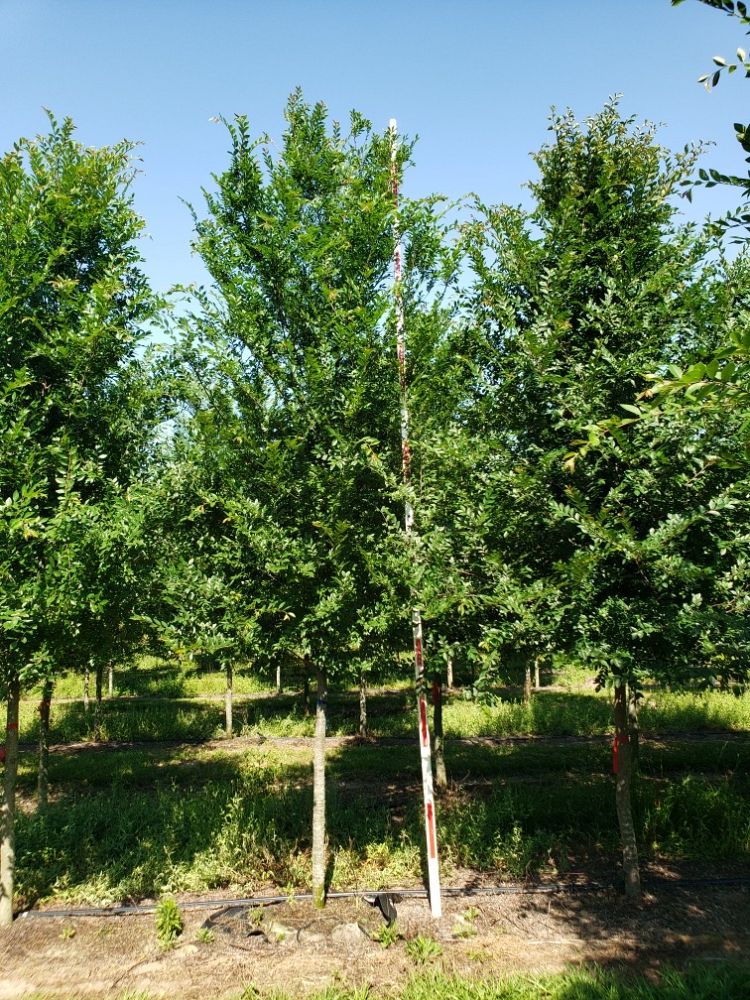 ulmus-parvifolia-emer-ii-chinese-elm-allee-lacebark-elm