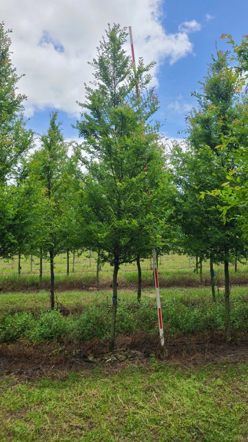 ulmus-parvifolia-emer-ii-chinese-elm-allee-lacebark-elm