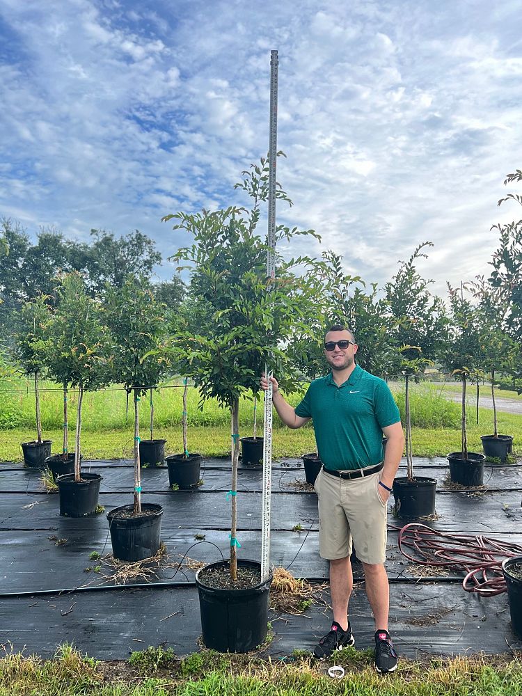 ulmus-parvifolia-emer-ii-chinese-elm-allee-lacebark-elm