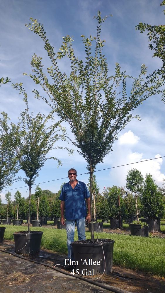 ulmus-parvifolia-emer-ii-chinese-elm-allee-lacebark-elm