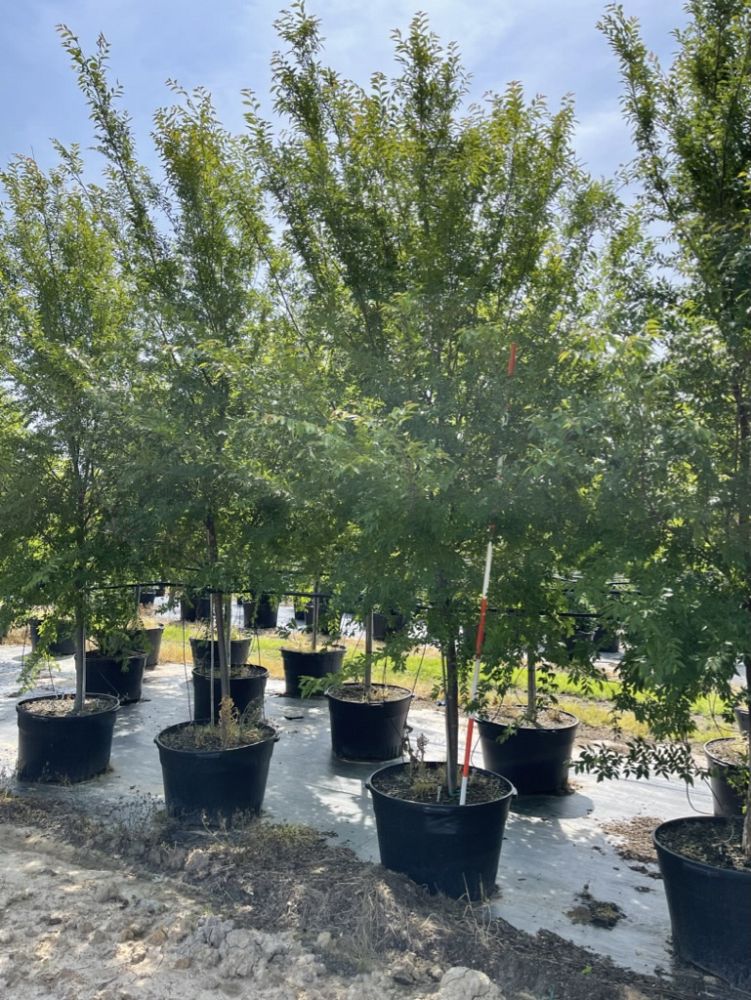 ulmus-parvifolia-emer-ii-chinese-elm-allee-lacebark-elm