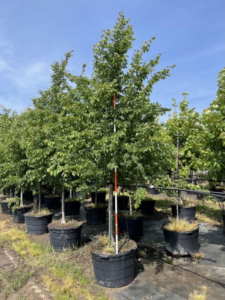 ulmus-parvifolia-emer-ii-chinese-elm-allee-lacebark-elm
