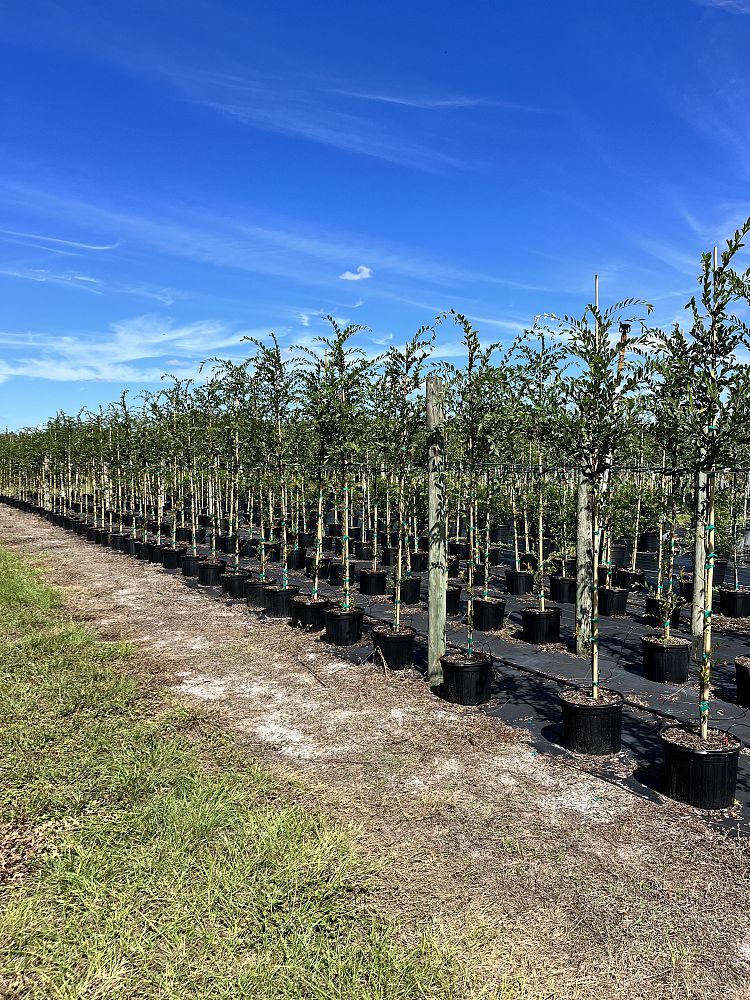 ulmus-parvifolia-emer-ii-chinese-elm-allee-lacebark-elm