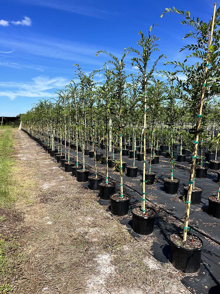 ulmus-parvifolia-emer-ii-chinese-elm-allee-lacebark-elm