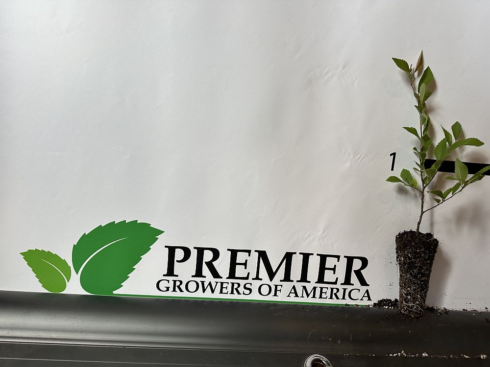 ulmus-parvifolia-emer-ii-chinese-elm-allee-lacebark-elm