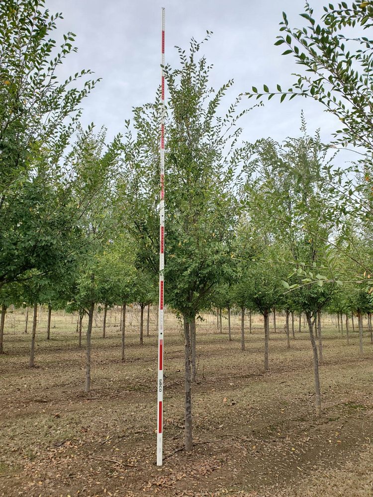 ulmus-parvifolia-emer-ii-chinese-elm-allee-lacebark-elm