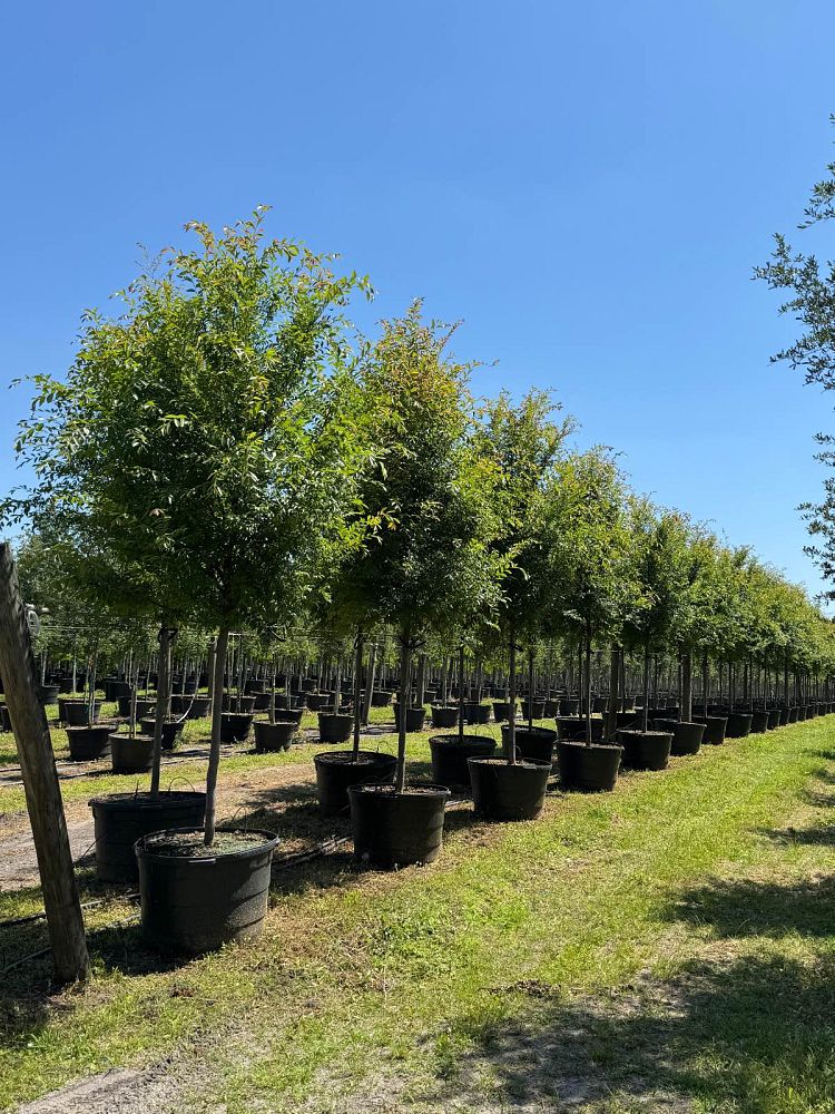 ulmus-parvifolia-emer-ii-chinese-elm-allee-lacebark-elm