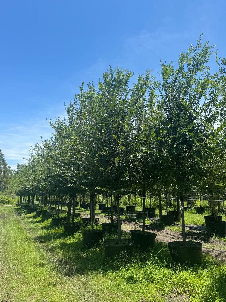 ulmus-parvifolia-emer-ii-chinese-elm-allee-lacebark-elm