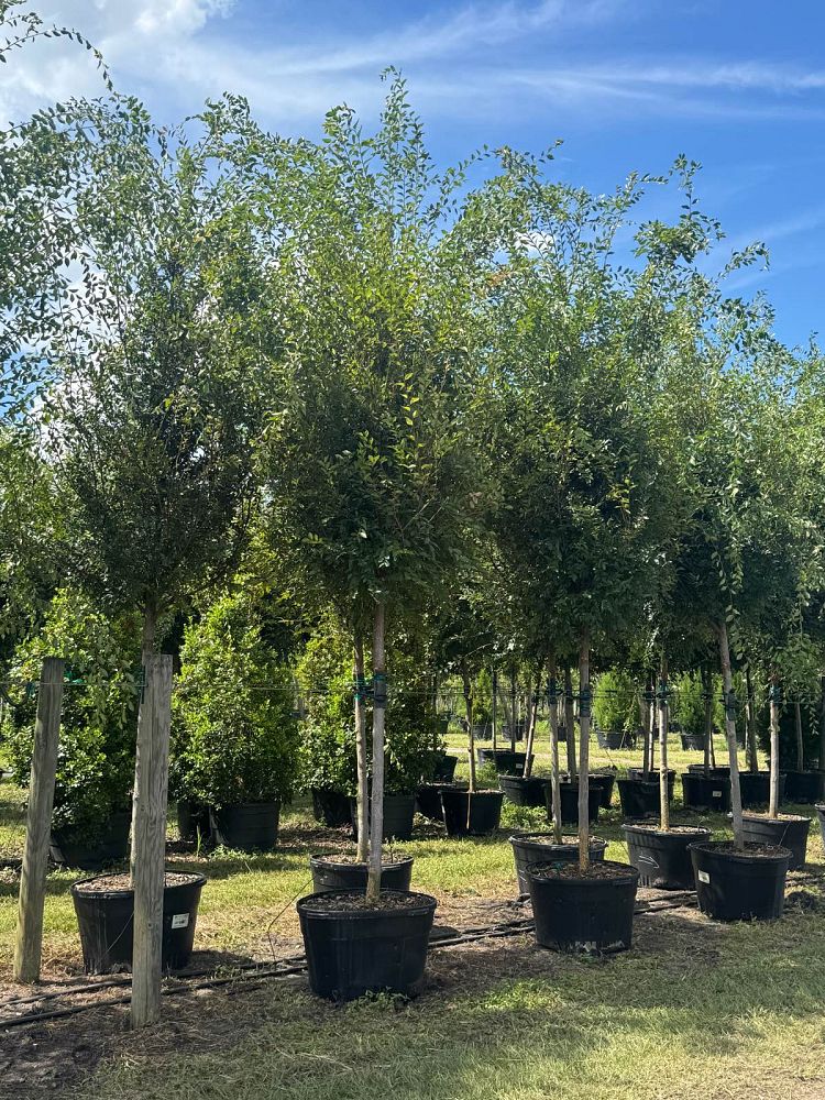 ulmus-parvifolia-emer-ii-chinese-elm-allee-lacebark-elm
