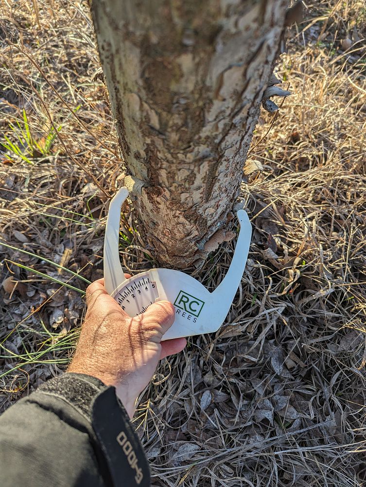 ulmus-parvifolia-emer-ii-chinese-elm-allee-lacebark-elm