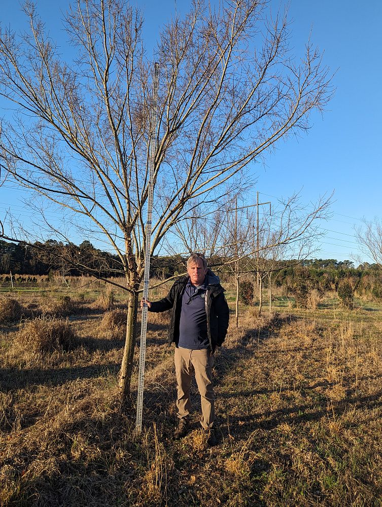 ulmus-parvifolia-emer-ii-chinese-elm-allee-lacebark-elm
