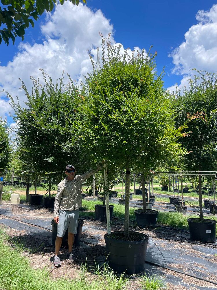 ulmus-parvifolia-emer-ii-chinese-elm-allee-lacebark-elm