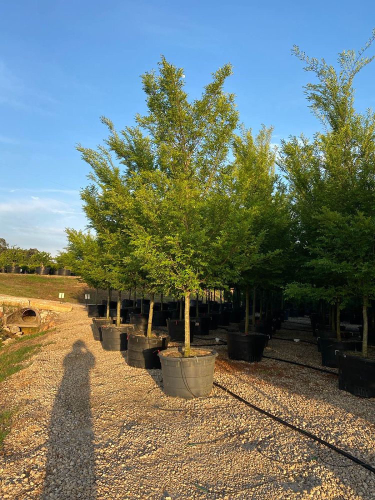 ulmus-parvifolia-emer-ii-chinese-elm-allee-lacebark-elm