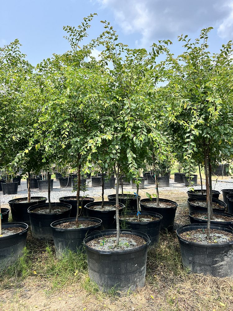 ulmus-parvifolia-emer-ii-chinese-elm-allee-lacebark-elm