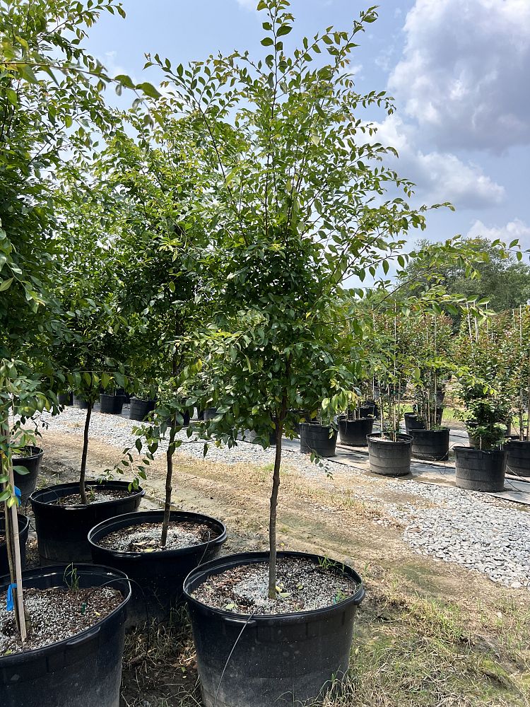 ulmus-parvifolia-emer-ii-chinese-elm-allee-lacebark-elm