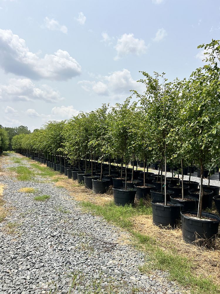 ulmus-parvifolia-emer-ii-chinese-elm-allee-lacebark-elm