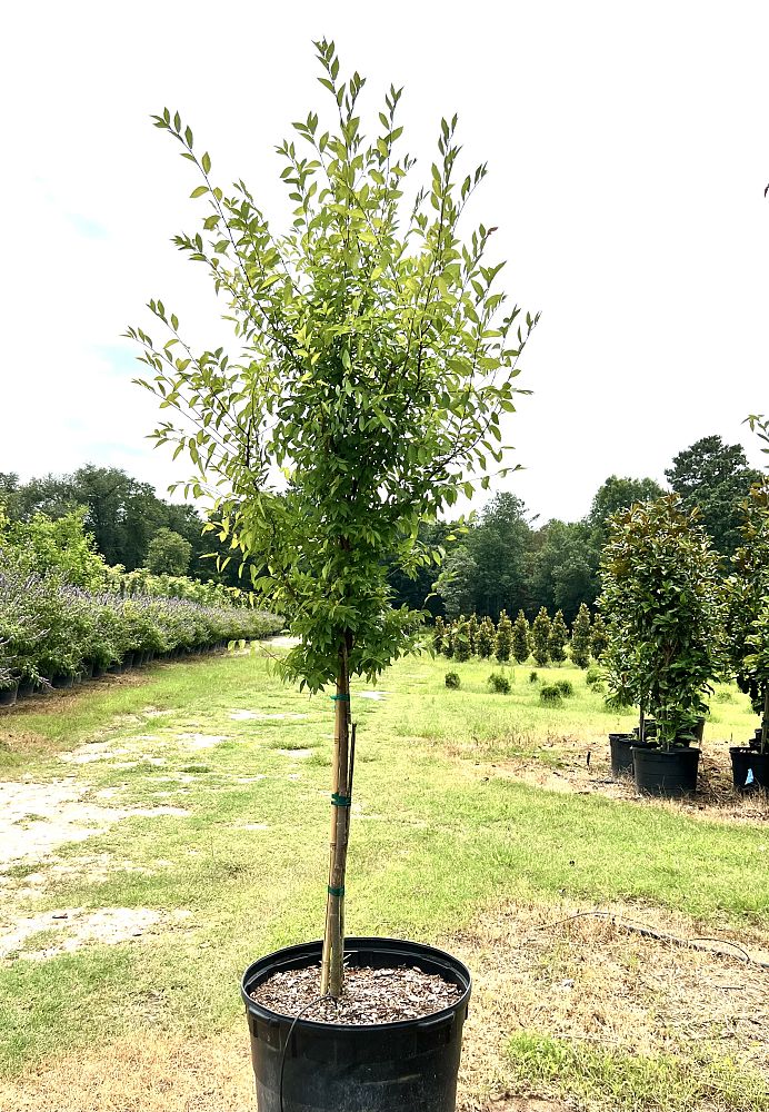 ulmus-parvifolia-emer-ii-chinese-elm-allee-lacebark-elm