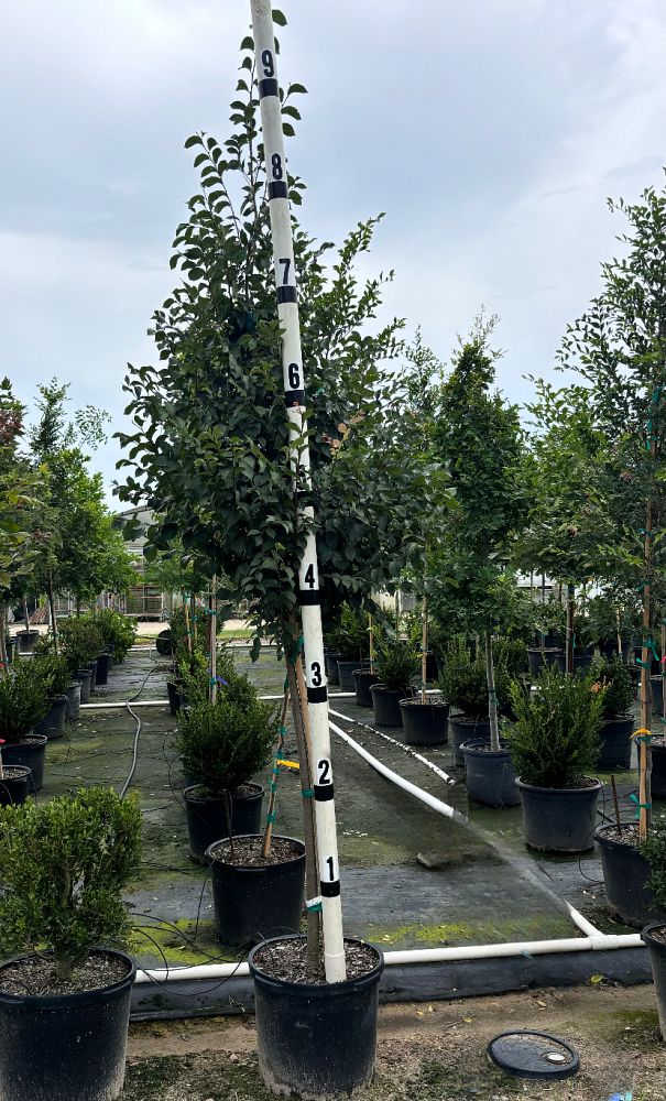 ulmus-parvifolia-emer-ii-chinese-elm-allee-lacebark-elm
