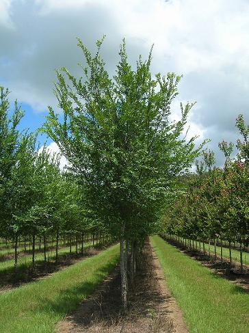 ulmus-parvifolia-upmtf-chinese-elm-bosque-lacebark-elm