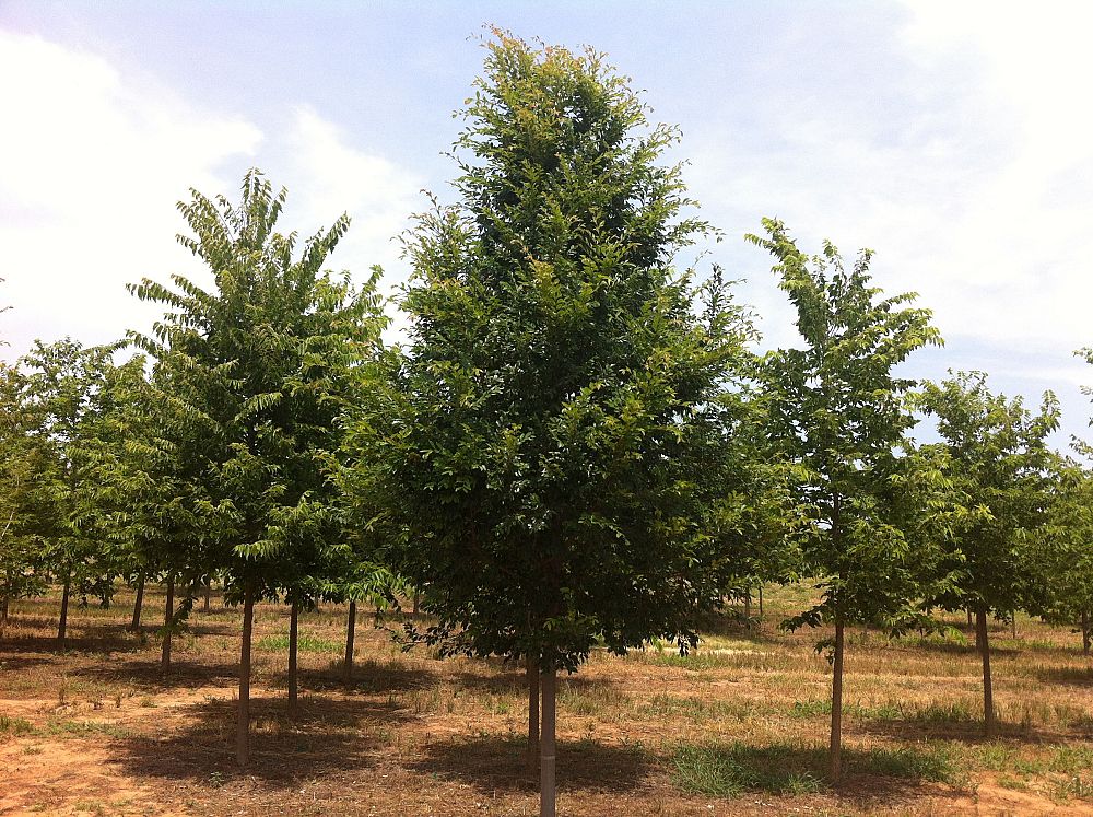 Whitetail Tree Farm | plantANT.com