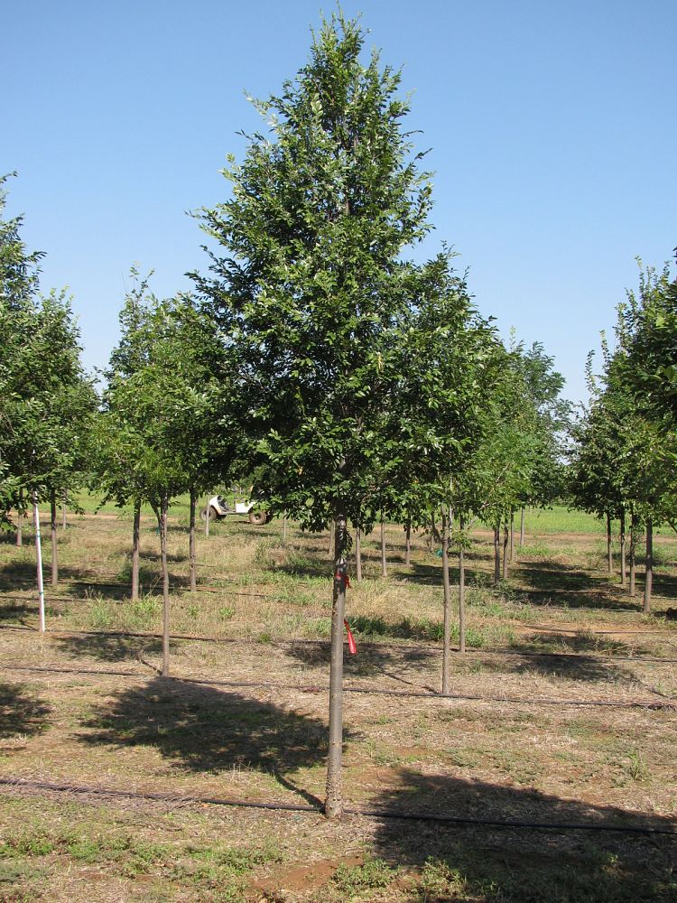 ulmus-parvifolia-upmtf-chinese-elm-bosque-lacebark-elm