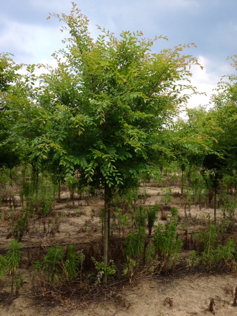 ulmus-parvifolia-upmtf-chinese-elm-bosque-lacebark-elm
