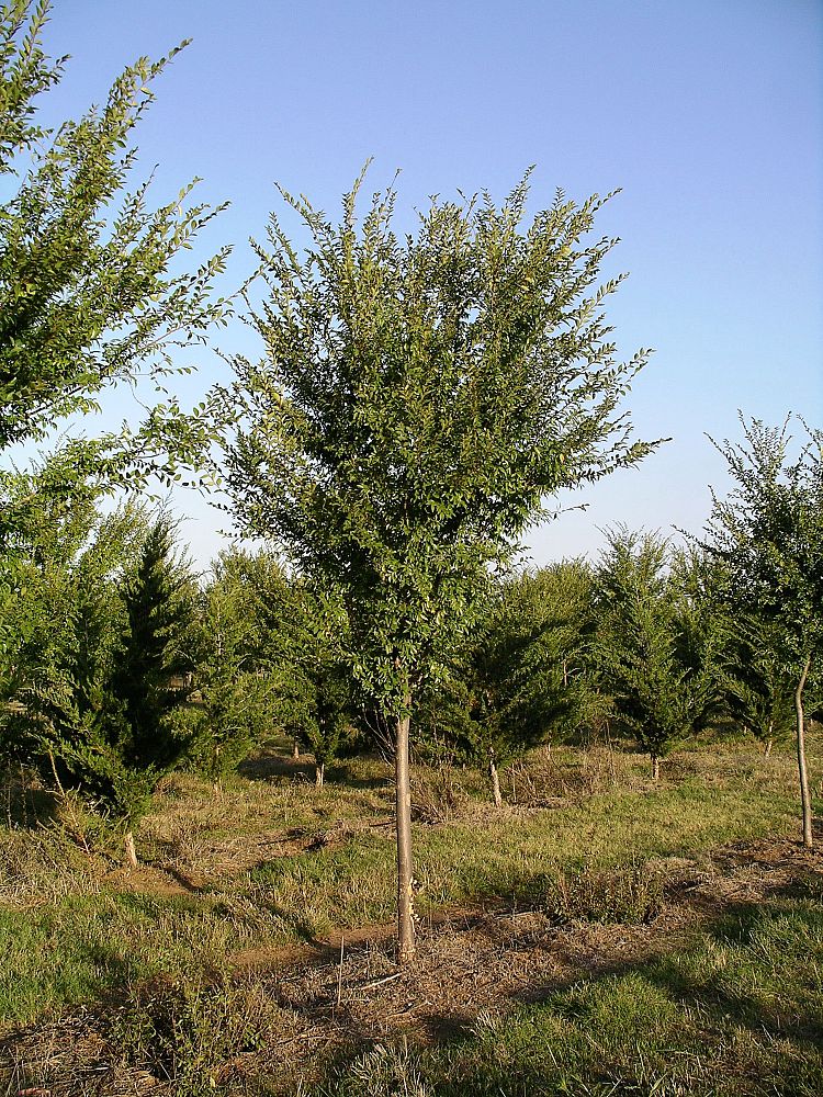 ulmus-parvifolia-upmtf-chinese-elm-bosque-lacebark-elm