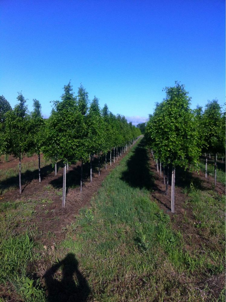 ulmus-parvifolia-upmtf-chinese-elm-bosque-lacebark-elm