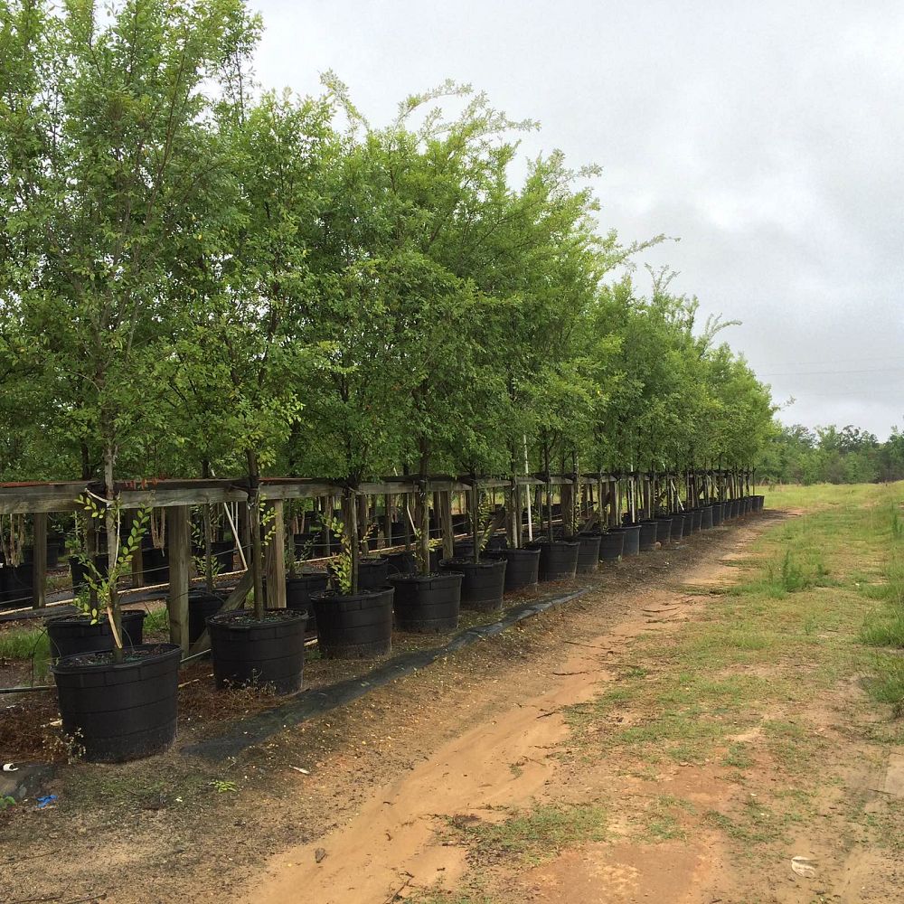 ulmus-parvifolia-upmtf-chinese-elm-bosque-lacebark-elm