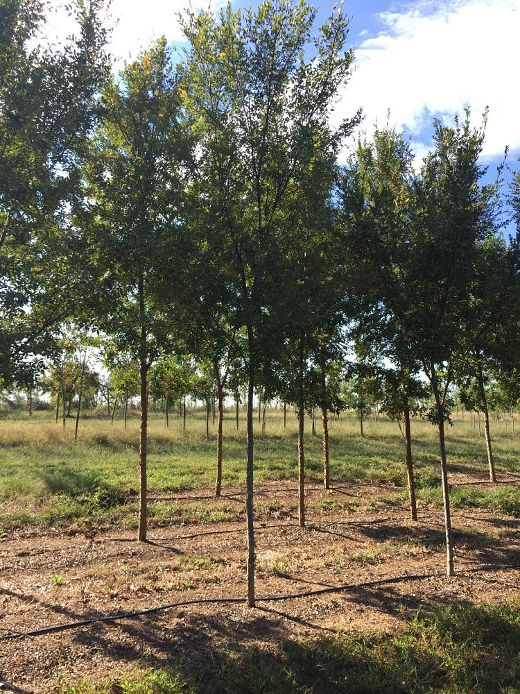 ulmus-parvifolia-upmtf-chinese-elm-bosque-lacebark-elm