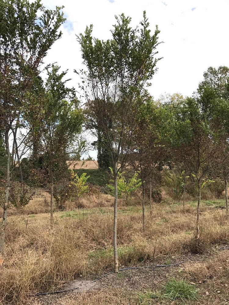 ulmus-parvifolia-upmtf-chinese-elm-bosque-lacebark-elm