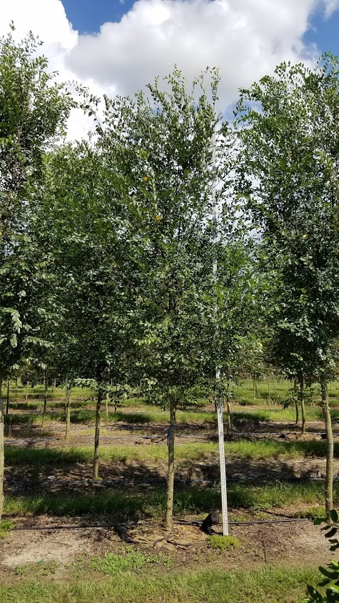 ulmus-parvifolia-upmtf-chinese-elm-bosque-lacebark-elm